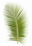 Coconut Leaf Isolated On White Background Stock Photo