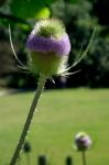 Teasel In Flower Stock Photo