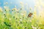 Butterfly In Meadow Stock Photo