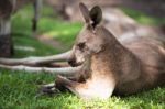 Kangaroo Outside Stock Photo