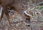 Photo Of The Male Deer Searching Something On The Ground Stock Photo