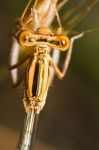 Damselfly Insect Stock Photo