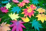 Maple In Autumn In Korea Stock Photo