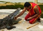 Crocodylidae Or Crocodile Show Stock Photo