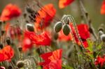 Field Of Poppies In Sussex Stock Photo