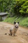 Dog On The Road Stock Photo