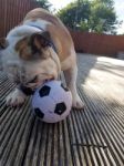 British Bulldog Chewing On A Football Stock Photo