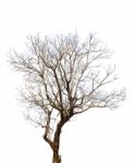 Dry Tree Isolated On White Background Stock Photo