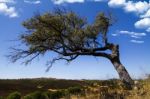 Lonely Tree On A Hill Stock Photo