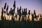 Beautiful Deep Purple Lavender Plants In Nature Stock Photo