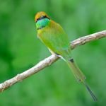 Little Green Bee-eater Stock Photo