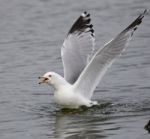 Beautiful Image With The Screaming Gull In The Lake Stock Photo