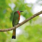 Female Red-bearded Bee-eater Stock Photo