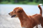 A Cute Brown Dog Outdoor Stock Photo