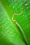 Banana Leaf Stock Photo