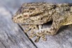 Moorish Gecko (tarentola Mauritanica) Stock Photo