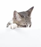 Cat Behind Blank Board Stock Photo