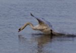 Beautiful Photo With A Powerful Swan's Take Off Stock Photo