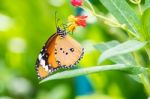 Orange Black Pattern Butterfly On Bunch Stock Photo