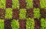 Vertical Vegetable Gardening Stock Photo