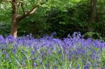 Bluebells In Full Bloom Stock Photo