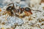 Ant Outside In The Garden Stock Photo