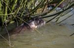 Eurasian Otter (lutra Lutra) In Natural Habitat Stock Photo