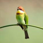 Chestnut-headed Bee-eater Stock Photo