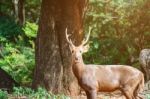 Portrait Of Deer Stock Photo