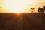 Cotton Field In Oakey, Queensland Stock Photo