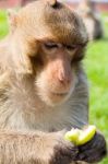 Monkey,long-tailed Macaque Stock Photo