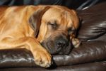 Mastiff Sleeping Stock Photo