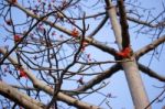 Bombax Ceiba Tree Stock Photo