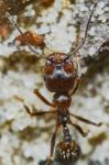 Ant Outside In The Garden Stock Photo