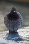 Urban Pigeon Takes A Bath Stock Photo