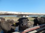 Buffalo Farm, Buffaloes Grazing In Open-air Cages  Stock Photo