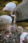 Fuengirola, Andalucia/spain - July 4 : Greater Flamingos (phoeni Stock Photo