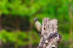 Gray-headed Woodpecker In A Spring Forest Stock Photo