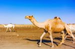 Herd Of Camels In Sudan Stock Photo