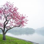 Pink Peach Blossom Flower Tree Along The Lake Stock Photo