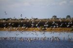 Flock Of Birds Flying Stock Photo