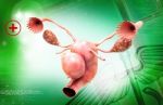 Female Reproductive System Stock Photo