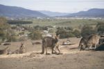 Kangaroos Outside Stock Photo