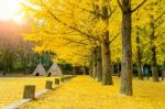 Autumn With Ginkgo Tree In Nami Island, Korea Stock Photo