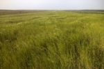 Mediterranean Native Vegetation Stock Photo