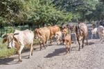 Cows On The Road 39 In Nicaragua Stock Photo