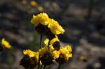 
Xyridaceae Beautiful Field Full Of Yellow Macro For Details Stock Photo