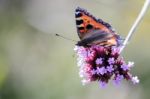 Small Tortoiseshell (aglais Urticae L.) Stock Photo