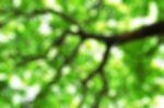 Branches With Blurred Image Stock Photo