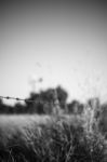 Rusted Sharp Timber And Metal Barb Wire Fence Stock Photo